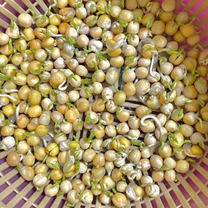 豌豆怎么发芽快 如何让豌豆迅速发芽
豌豆如何快速发芽