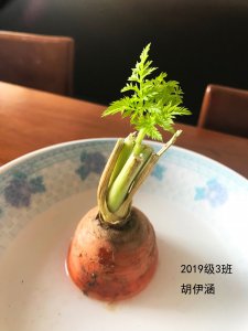 胡萝卜怎么发芽快 胡萝卜如何快速发芽