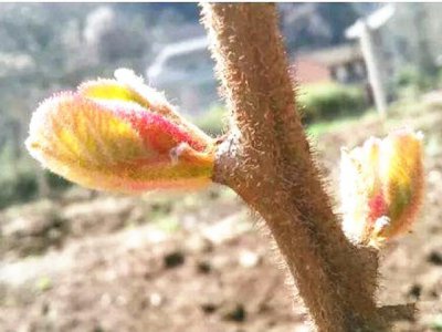 猕猴桃怎么发芽快 如何让猕猴桃迅速发芽
猕猴桃发芽技巧