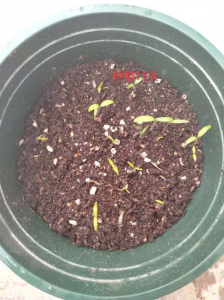 柿子怎么发芽快 如何使柿子更快地发芽
柿子如何快速发芽