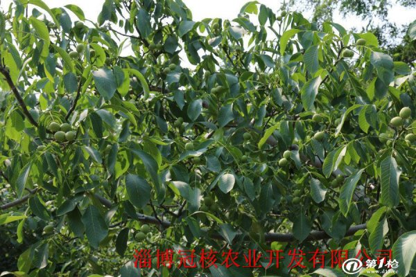 8518核桃几年结果实