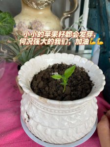 苹果籽怎么发芽快 如何让苹果籽迅速发芽
