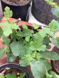 无花果怎么发芽快 无花果如何快速发芽？
无花果发芽技巧