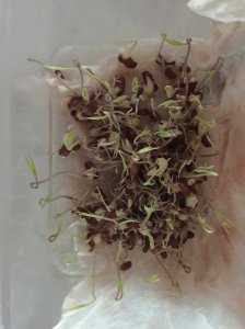 赤豆怎么发芽快 如何让赤豆迅速发芽