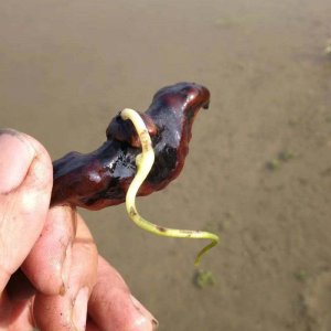菱角怎么发芽快 如何让菱角迅速萌芽？