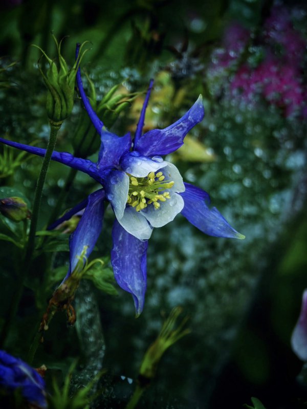 耧斗菜花谢后怎么处理