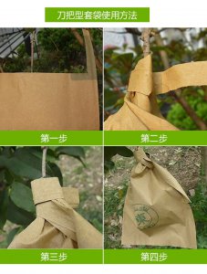 枇杷什么时候套袋最好 最佳枇杷套袋时间是什么时候？