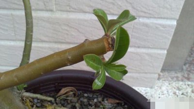 沙漠玫瑰花谢后怎么处理 沙漠玫瑰花凋谢后应该怎么处理