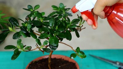 杜鹃花可以浇醋吗 杜鹃花适合用醋浇吗？