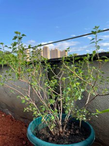 木槿花浇什么水好 木槿花如何浇水最适宜