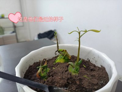 芒果籽能种吗 芒果籽可以发芽吗？