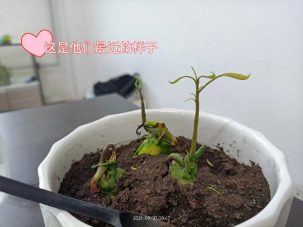 芒果籽能种吗