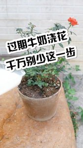 牛奶可以浇花吗 可以用牛奶浇花吗？
牛奶适合浇花吗？