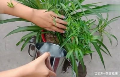 吊兰可以浇啤酒吗 吊兰能用啤酒浇水吗？