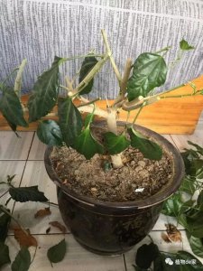 小木槿开花后怎么修剪 修剪开花后的小木槿
修剪已开花的小木槿