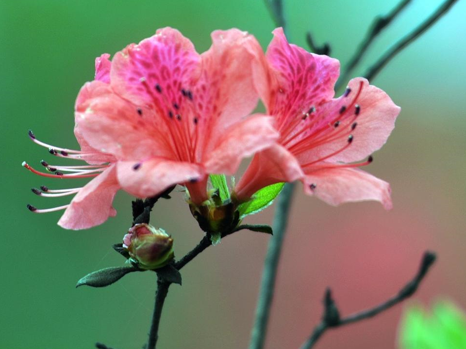 杜鹃花喜光吗
