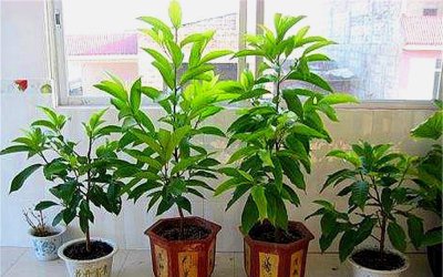 白兰花剪枝能插活吗 白兰花修剪后可否生根？