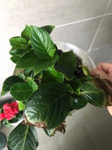 绣球花剪枝能插活吗 绣球花修剪后能生根吗？
