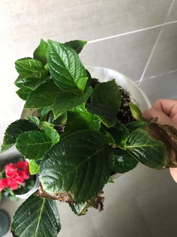 绣球花剪枝能插活吗