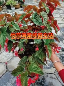 四季海棠开花后怎么修剪 四季海棠开花后如何修剪？