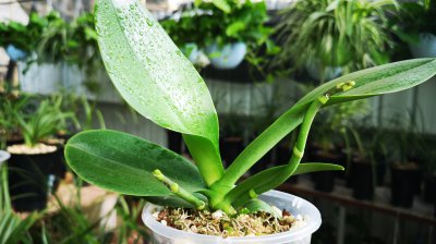 蝴蝶兰花浇什么水好 蝴蝶兰喜欢什么水浇灌更好？