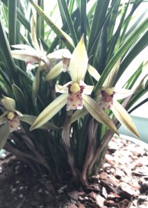兰花喜光吗 兰花喜欢阳光吗？