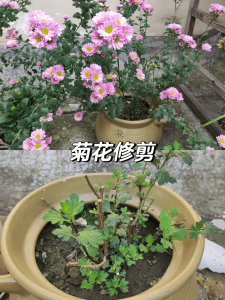 九月菊开花后怎么修剪 九月菊开花后的修剪技巧