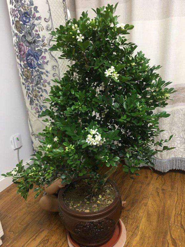 九里香开花后怎么修剪