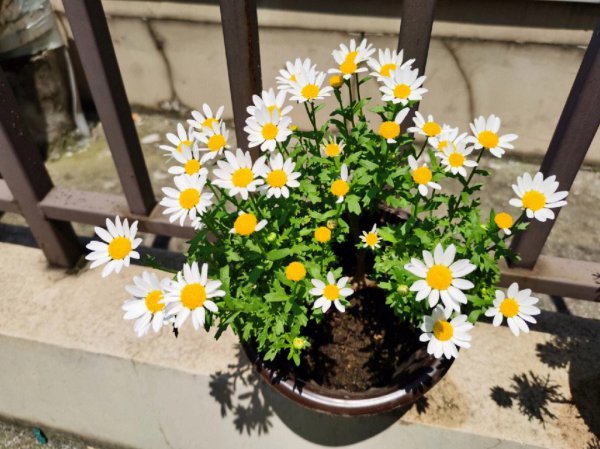 小雏菊开花后怎么修剪
