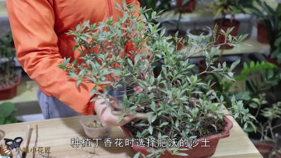 刚买的丁香花怎么养护 新买的丁香花怎么照料？