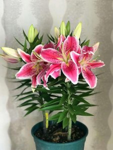 刚买的香水百合怎么养护 新买的百合香水需要如何保养？