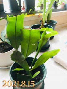 昙花开花后怎么修剪 昙花开花后如何修剪