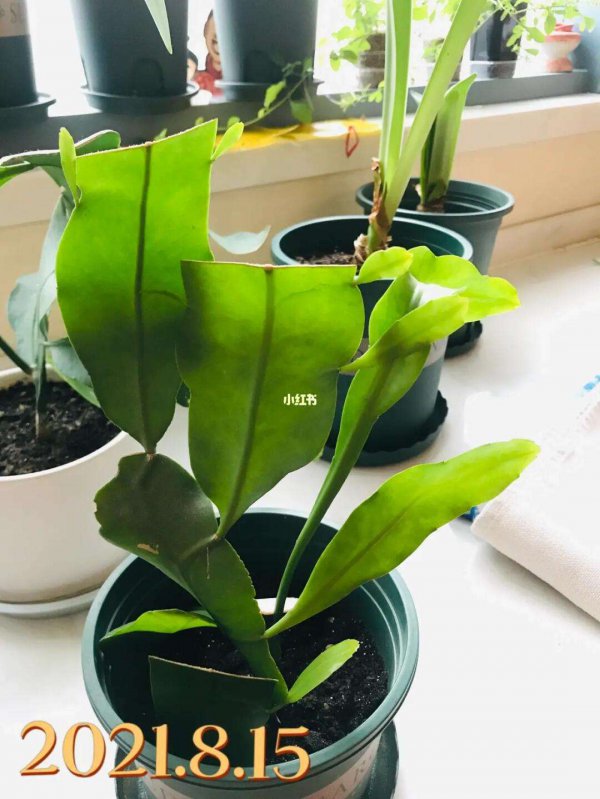 昙花开花后怎么修剪