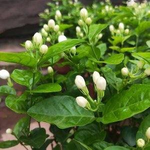 茉莉花适合什么环境生长 茉莉花适合在哪种环境下生长