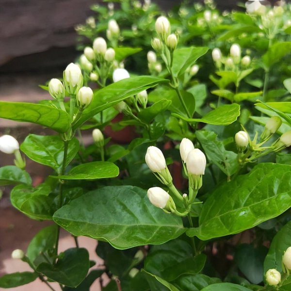 茉莉花适合什么环境生长
