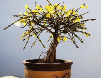 迎春花浇什么水好 迎春花最适合用什么水浇灌？
