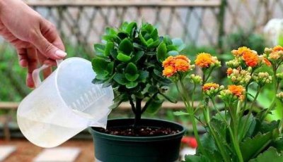 长寿花浇水要浇透吗 长寿花浇水需浇透吗？