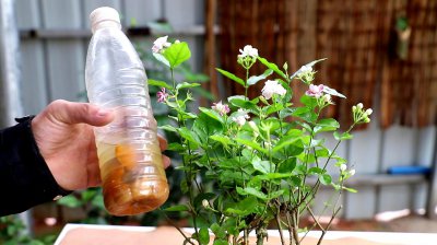 茉莉花浇水要浇透吗 茉莉花浇水需彻底吸水吗？