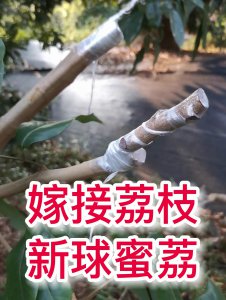 荔枝什么时候嫁接成活率高 荔枝嫁接成功率高的时间是什么时候？
