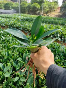 非洲茉莉浇什么水好 如何给非洲茉莉浇水最好