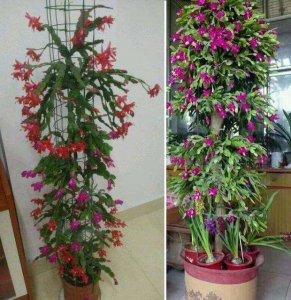 蟹爪兰什么时候嫁接成活率高 何时嫁接蟹爪兰成功率最高？