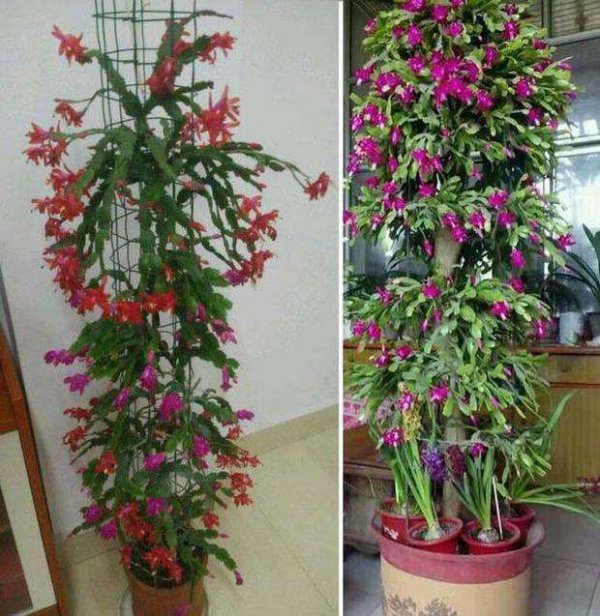 蟹爪兰什么时候嫁接成活率高