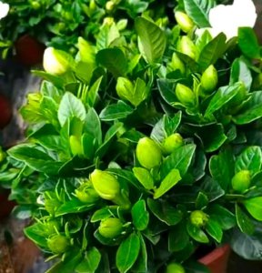 栀子花喜光吗 栀子花需要充足的阳光吗？