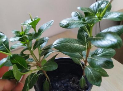 刚买的长春花怎么养护 如何正确养护新购长春花？