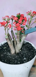 长寿花什么时候嫁接成活率高 长寿花何时嫁接成功率最高？