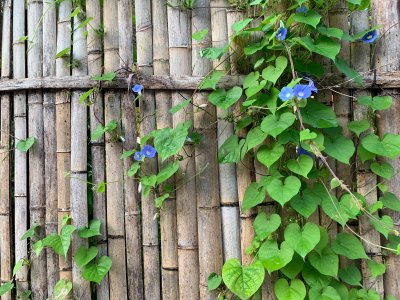 牵?；ㄊ屎鲜裁椿肪成?牵牛花最适合生长在什么环境下？