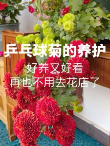 乒乓菊浇水的正确方法 正确浇水乒乓菊的技巧