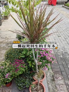 千年木浇水要浇透吗 千年木需彻底浇水吗？