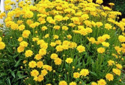 菊花适合什么环境生长 菊花适合何种环境栽培