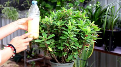 虎刺梅浇水的正确方法 正确的浇水方式给虎刺梅浇水